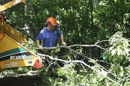 tree services Dana